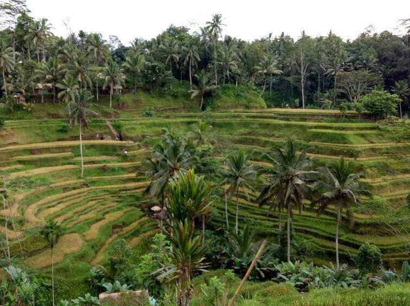 Salah satu kawasan tumpuan pelancong iaitu Ubud di Bali, Indonesia.