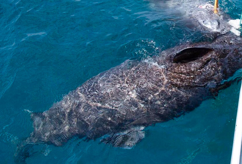 Pakar saintis percaya ikan yu spesies Greenland itu berusia 512 tahun - Instagram/Juniel85