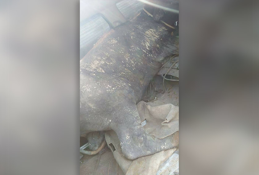 Kerbau yang dicuri dan disumbat dalam MPV.