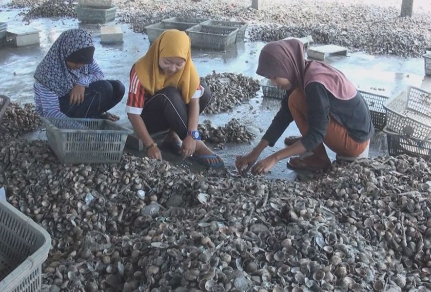 Dua beradik bersama pekerja lain mengasingkan kepah sebelum dijual di kawasan sekitar.