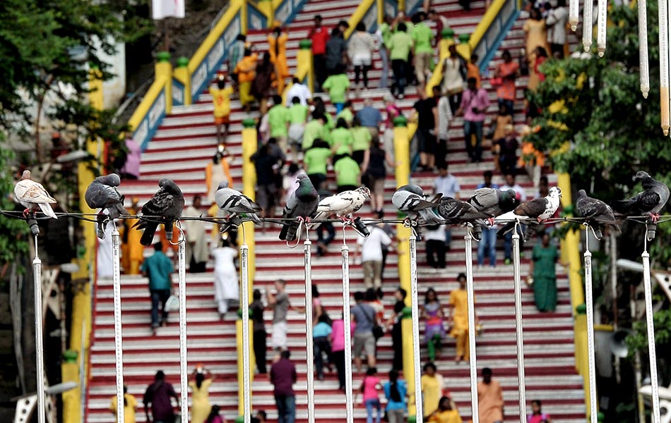 Thaipusam is celebrated on Feb 9 this year.
