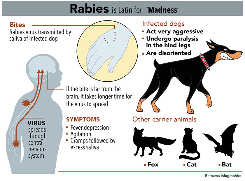 The Veterinary Department has sent 6,000 doses of the rabies vaccine to Sarawak to contain the spread of the mad dog disease 