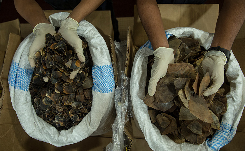 Sisik tenggiling yang hendak diseludup ini diisytihar sebagai 'cengkerang tiram' dalam surat muatan udara. - Astro AWANI/Shahir Omar