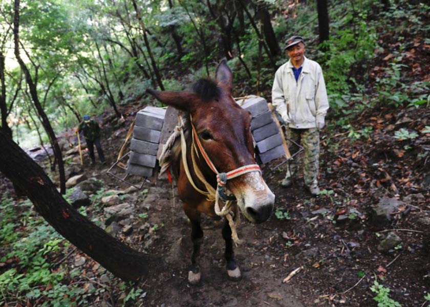 Seorang lelaki berjalan di belakang keldainya yang mengangkut batu-bata melalui laluan yang curam menuju ke seksyen Jiankau di Tembok Besar China, di daerah Hualrou, utara Beijing, China.