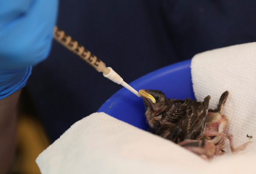 Anak burung yang diselamatkan diberi makan di Wild Bird Fund, sebuah kumpulan perubatan haiwan, untuk hidupan liar yang sakit, cedera atau yatim di New York City, A.S., 14 Jun 2017. REUTERS / Shannon Stapleton