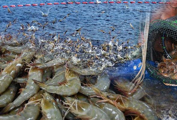 Thailand mungkin bangkitkan penggantungan import udang Malay