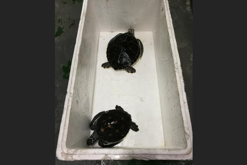 Pekerja Aquaria KLCC jumpa kotak berisi dua Penyu Hijau.