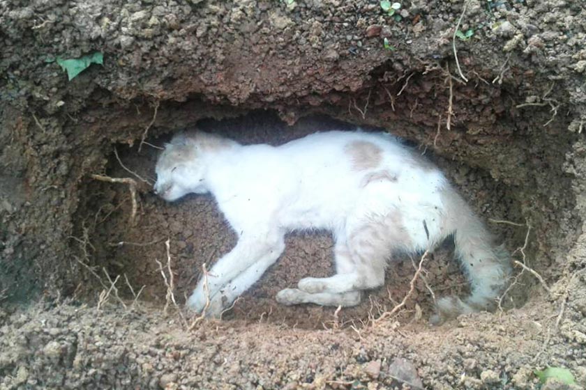 Abang pergi menyusuli tuannya dua minggu berselang. Foto/Facebook Azreen MJ