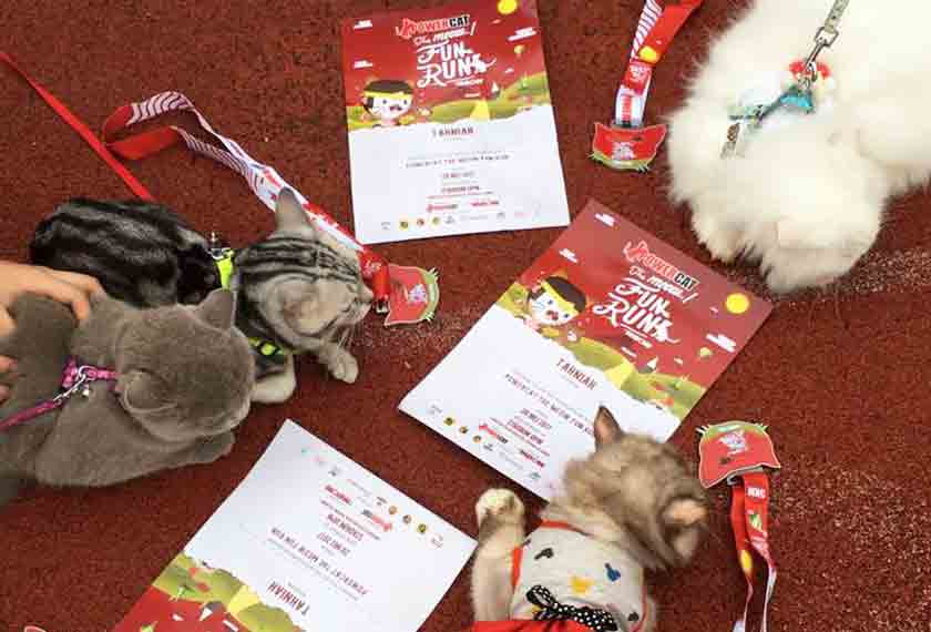 Antara kucing-kucing yang berjaya menamatkan larian, bersama medal dan sijil masing-masing.