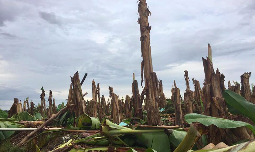 Farmers cut the banana trees in the Lapanday plantation once promised them out of poverty as a sign of protest in December 2016.