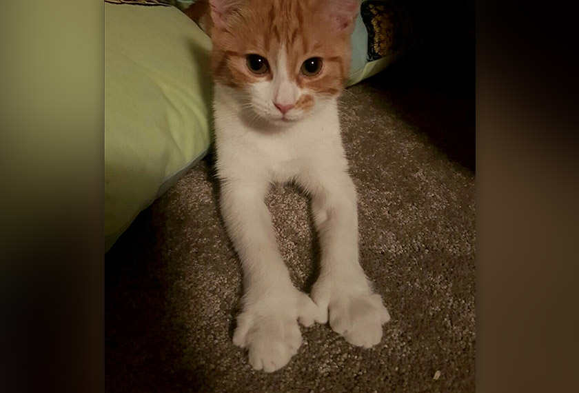 opulariti kucing itu melonjak bukan sahaja kerana ia milik Arnden tetapi juga kerana keunikan haiwan itu yang memiliki enam jari kaki. - Foto Reuters