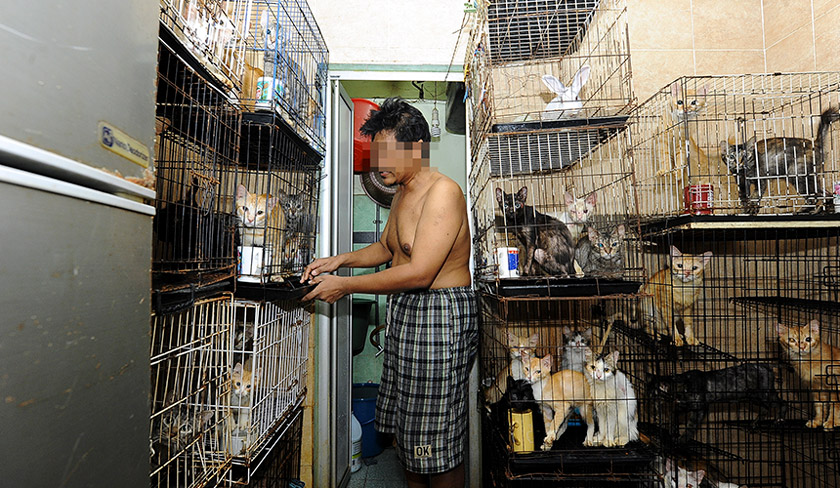 The cat owner cleaning his cats' cages at his house before surrending them to Kelab Sahabat Kucing Jalanan. - BERNAMA