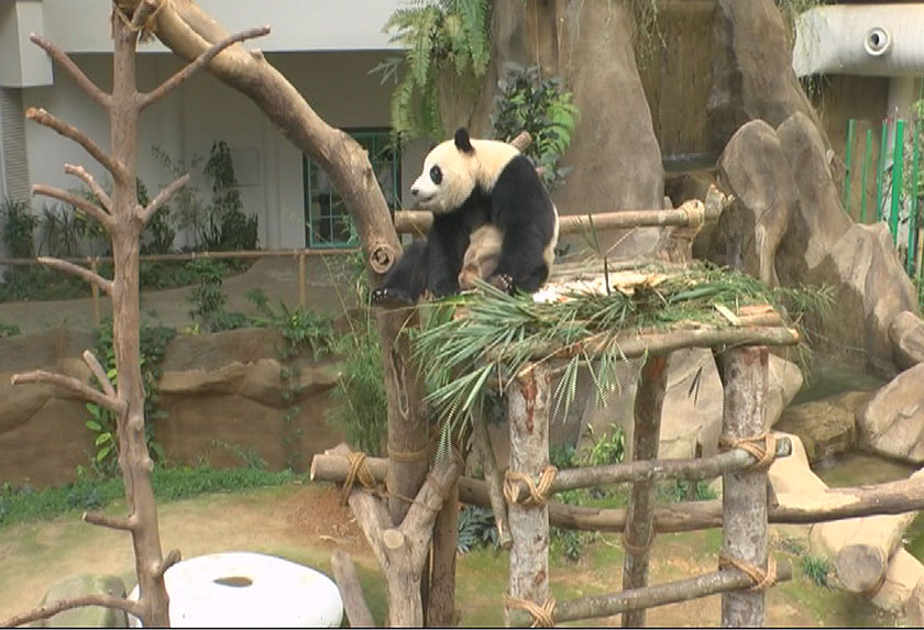 http://www.astroawani.com/berita-malaysia/pasangan-panda-gergasi-mungkin-akan-dibiar-mengawan-buat-kali-kedua-zoo-negara-153230