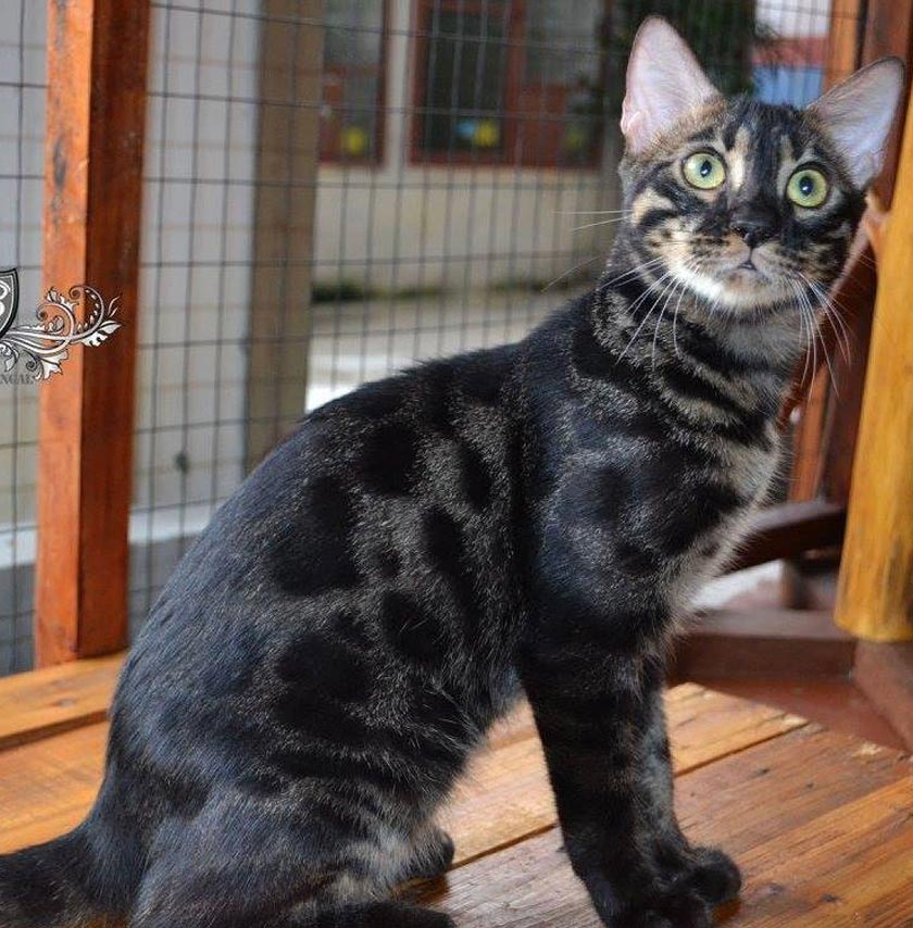 Bengal digemari ramai kerana corak atau pattern pada badannya yang disifatkan unik.FOTO/Facebook Nashary Mohd Ravi