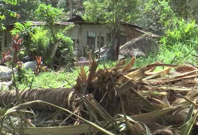 Pokok kelapa ini hanya sebahagian daripada tanaman yang dirosakkan di kampung tersebut. - Astro AWANI