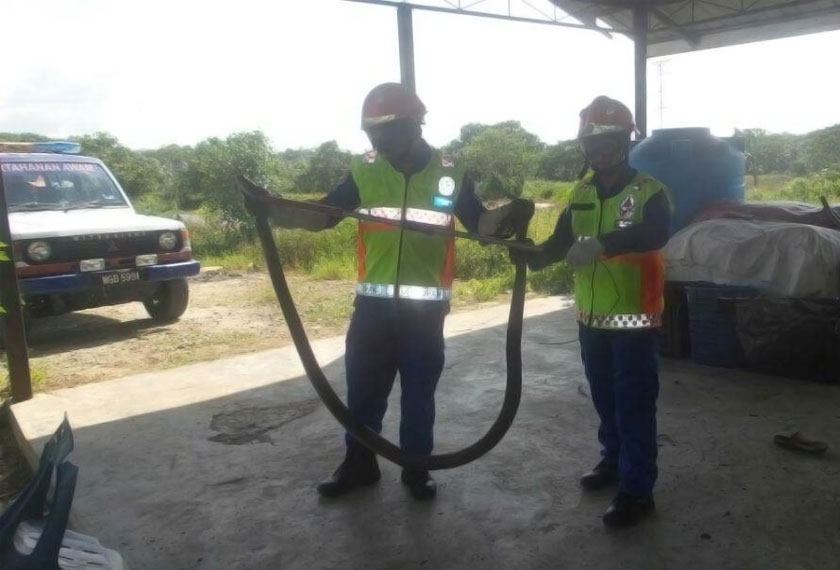 Ular tedung selar yang ditangkap anggota APM dalam kejadian di Kampung Takuli, Beaufort. - Foto ihsan APM Beaufort