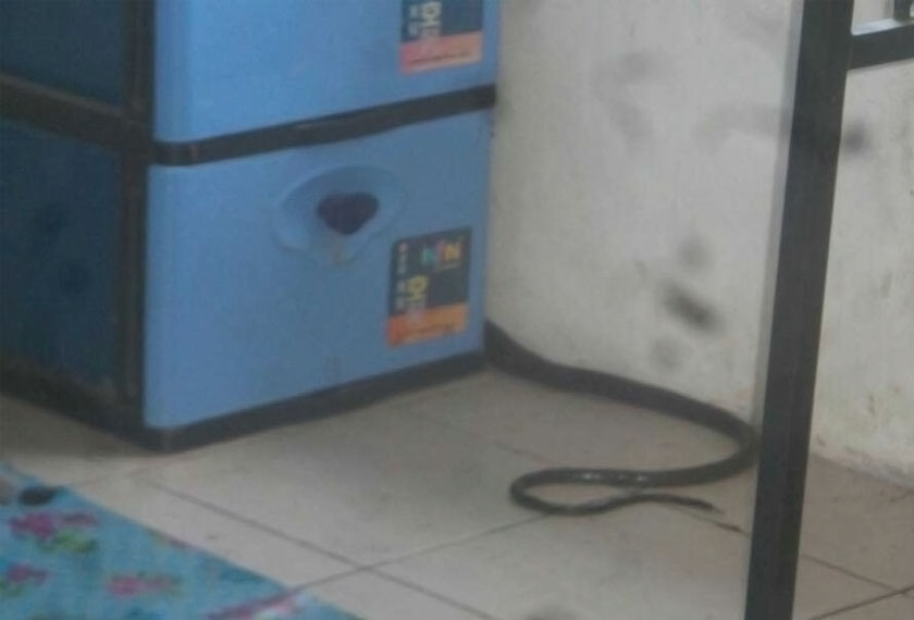 Ular tedung selar dengan berat lima kilogram ditemui dalam rumah mangsa. - Foto ihsan APM Beaufort