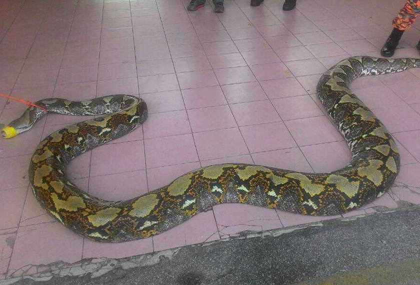 Ular sawa sepanjang tujuh meter dan berat lebih 100 kilogram berjaya ditangkap.