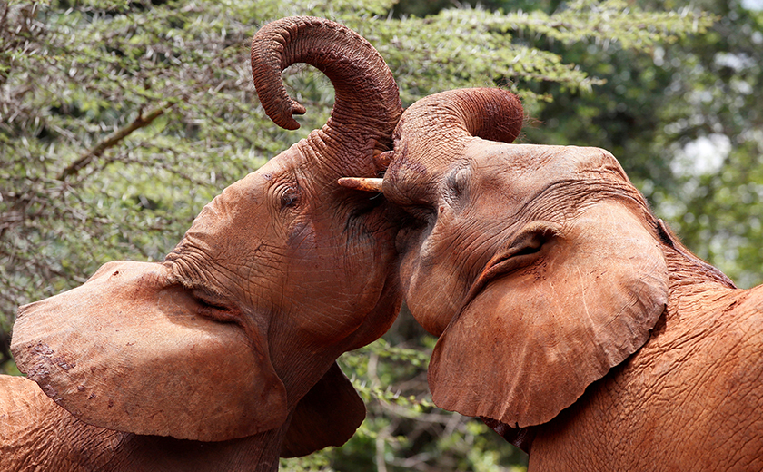 Gajah sering menjadi mangsa pemburuan haram, dalam rangkaian sindiket yang mahukan gadingnya. - Reuters