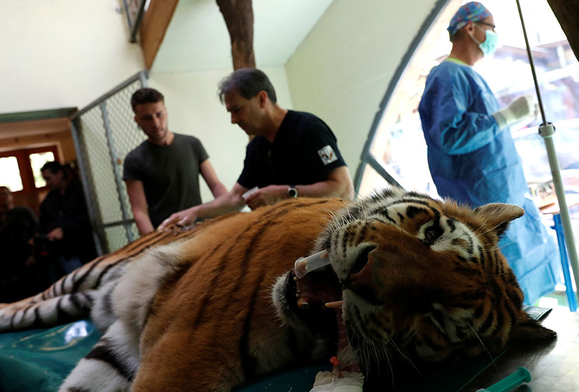 Igor yang sudah dibius dibaringkan di atas sebuah meja sewaktu pembedahan dijalankan. - Reuters