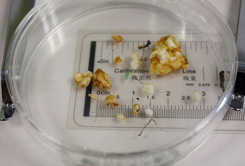 Ini antara bahan mikroplastik yang ditemui dalam perut hidupan marin yang diuji. - Reuters