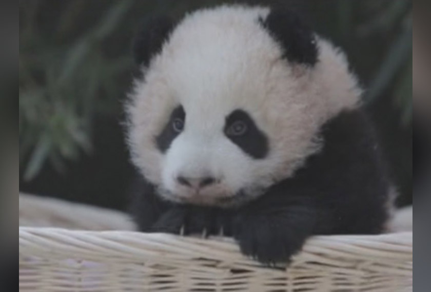 Selepas Xuebao dan Qianjin dilahirkan, anak panda gergasi ini menjadi perhatian di taman itu. - AP