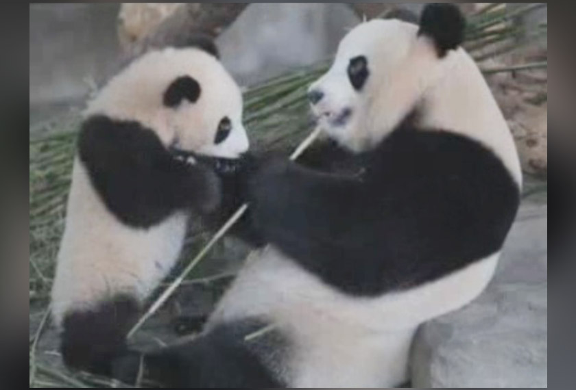 Kedua-dua anak panda tersebut, Xuebao dengan berat 20 kilogram dan Qianjin dengan berat 17 kilogram dalam keadaan sihat. Foto: APTN