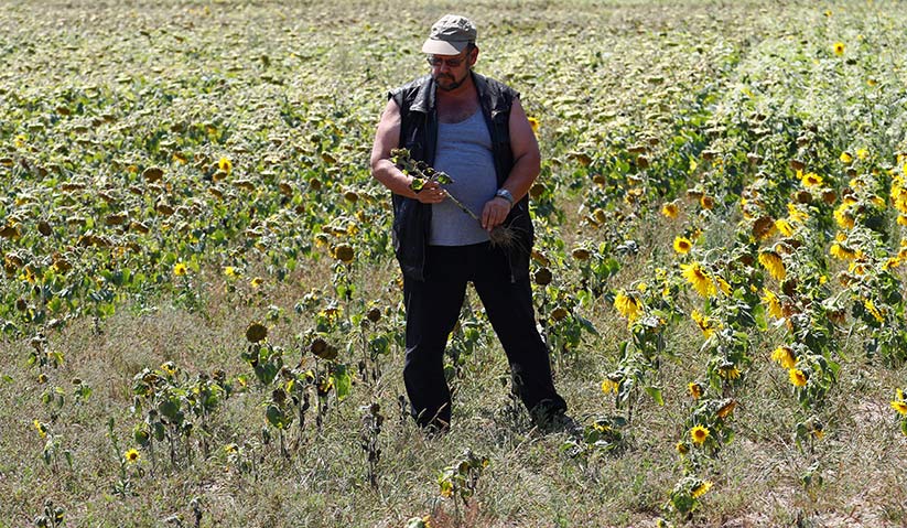 Tanaman di Jerman terjejas susulan musim panas sehingga menyebabkan kemarau melanda di negara itu. -Reuters