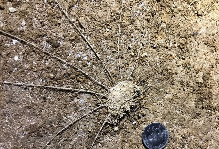 Ini adalah hasil kerja labah-labah 'trapdoor' yang ditemui dalam program eksplorasi ini. - Astro AWANI