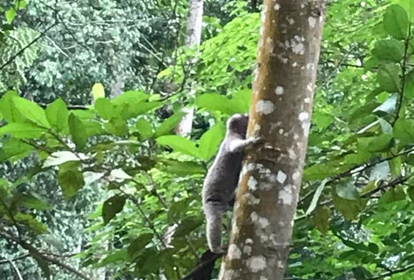 Kelibat haiwan yang dipanggil kera duku ini menarik perhatian peserta program. - Astro AWANI