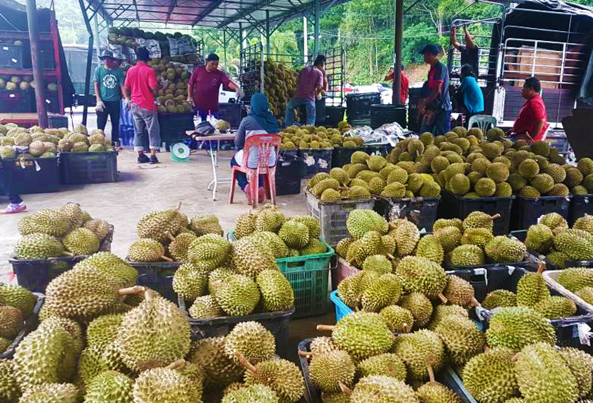 Pesta durian di Malaysia dah bermula kira-kira 2 minggu lalu