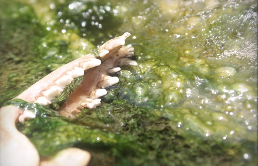 Baik manusia atau haiwan, jangan sekali-kali berani untuk masuk ke dalam air ini. - YouTube: Great Big Story  