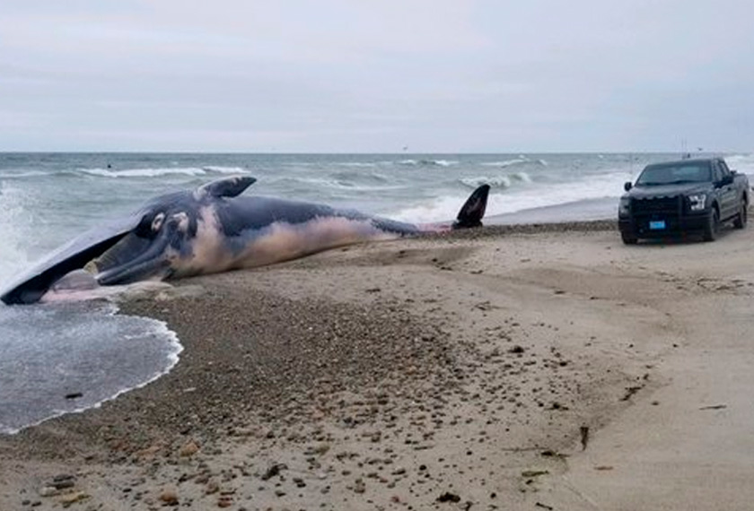Paus berukuran 52 kaki panjang itu sebelum ini dilihat berenang Pantai Duxbury pada hujung minggu lalu. - Twitter/Duxbury_Police