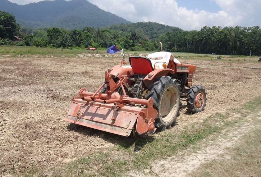 Azam berhenti kerja dengan syarikat penyiaran untuk mengusahakan kebun serainya sepenuh masa. - Astro AWANI / HUSNA YUSOP