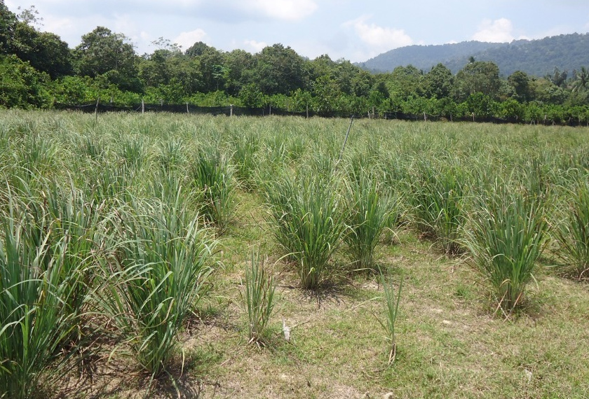 Kebun milik Azamly menghasilkan beberapa jenis serai. Astro AWANI / HUSNA YUSOP