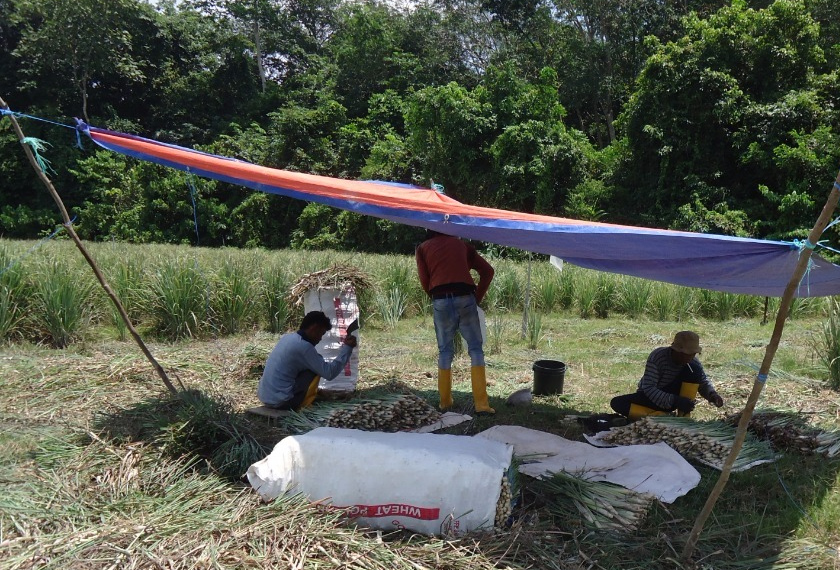 Azam setakat ini mempunyai beberapa orang pekerja tetapi kebun serainya masih memerlukan pekerja tambahan. - Astro AWANI / HUSNA YUSOP