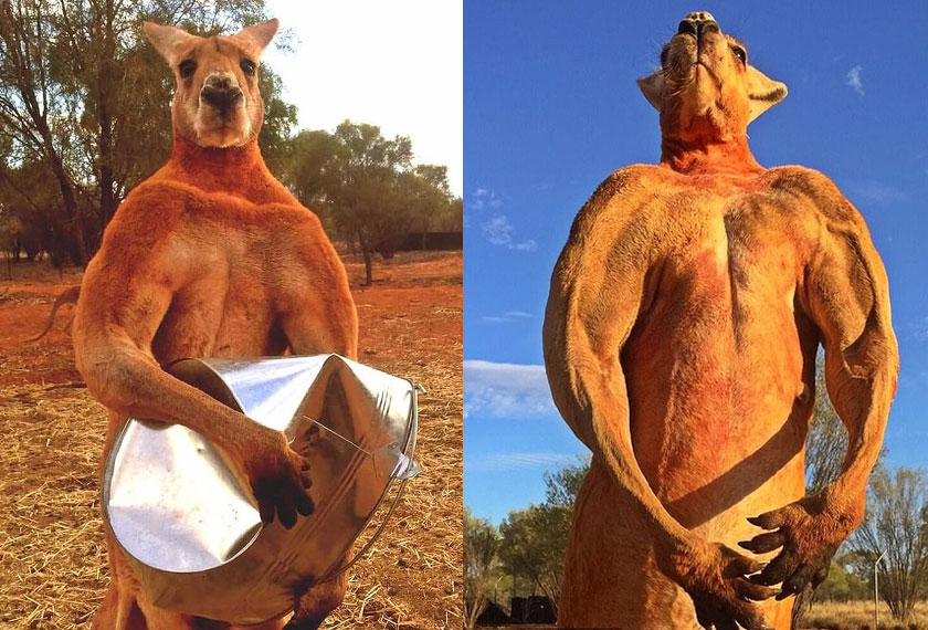 Kangaroo merah yang diberi nama Roger itu menjadi bualan pengguna laman sosial tiga tahun lalu apabila gambar yang memaparkan otot bisepnya yang besar dan berurat tersebar.