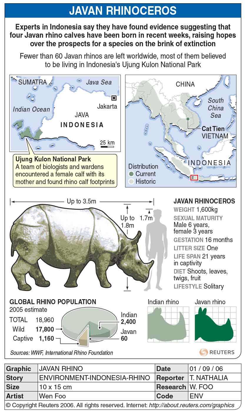 Badak Jawa - Reuters
