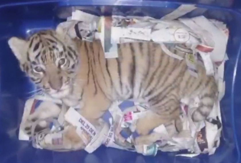 ANak harimau ini disorok di dalam kotak untuk diseludup