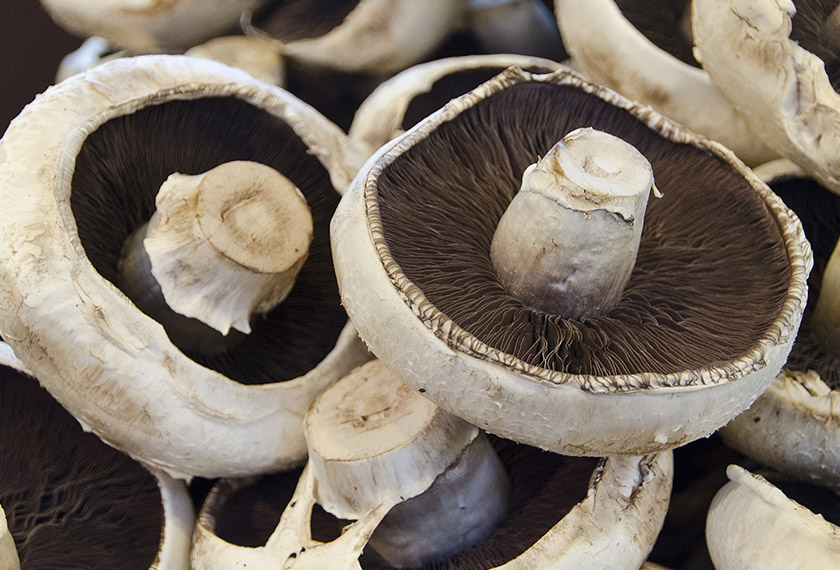 Protein dalam cendawan boleh hilang  sebaik sahaja ia dipotong