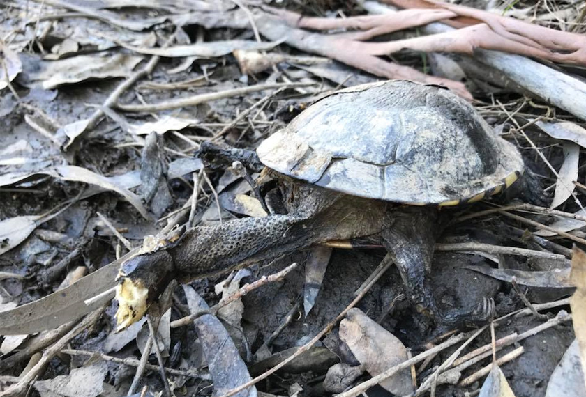 Kura-kura ditemui mati di Laguna Deep. Foto Facebook/Richie Benson