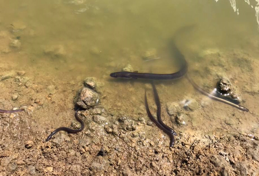 Belut dijumpai mati di Laguna Deep pada suhu 28.5C. Foto Facebook/Richie Benson