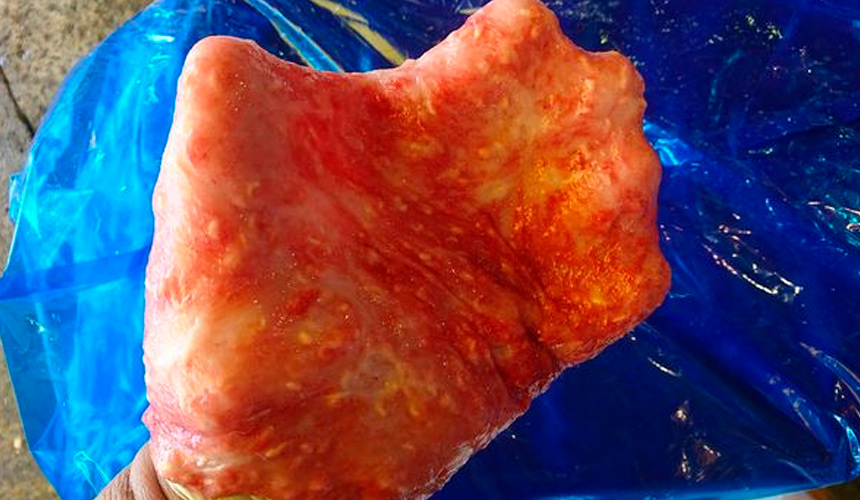 Isi perut ikan itu dipakainya seperti sarung tangan. - Sumber Mirror.uk