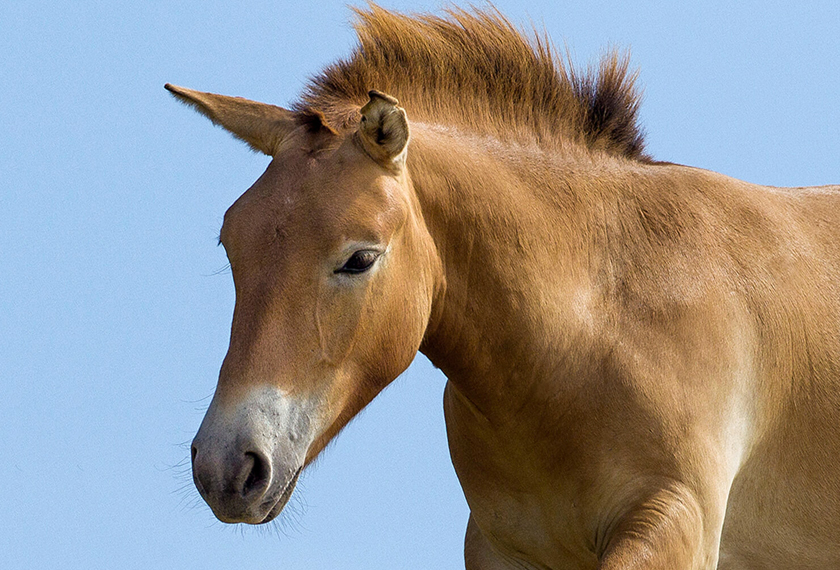 Kuda Przewalski mempunyai ciri fizikal yang kecil dan berotot, berwarna perang kekelabuan, serta mempunyai bulu tengkuk yang gelap dan tercacak. - Foto: Zoo San Diego