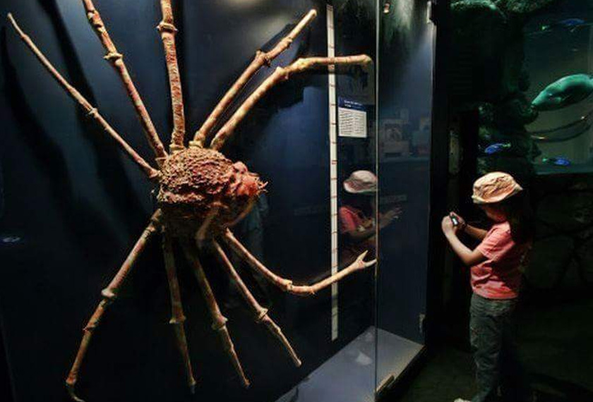 Japanese Spider Crab yang dapat membesar melebihi saiz manusia biasa.
