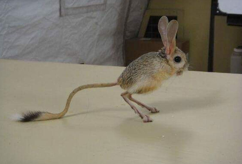 Juga satu diantara spesis Pygmy Jerboa yang mempunyai telinga yang lebih besar.