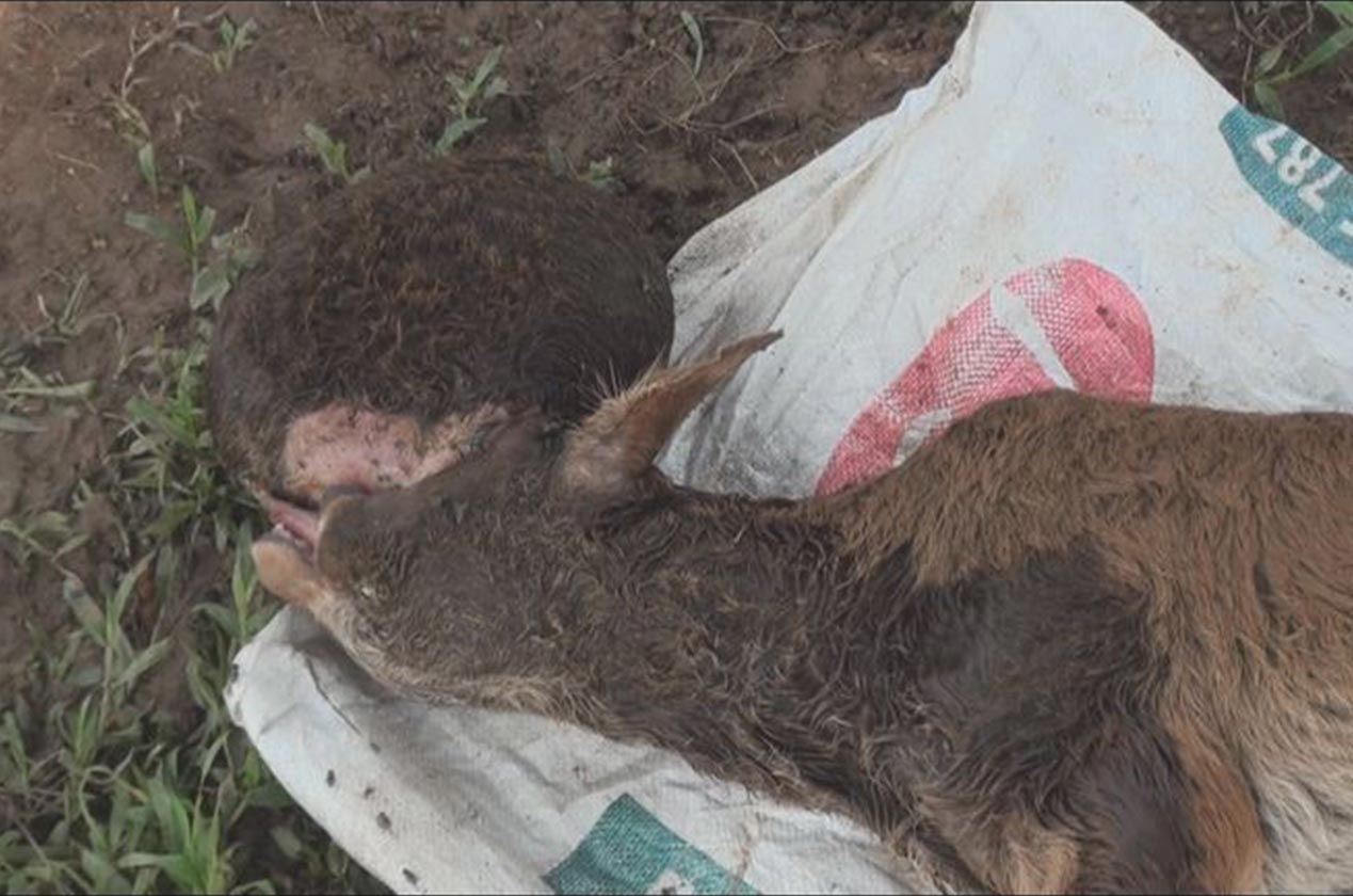 Seorang penternak lembu terkejut apabila melihat anak lembu betina yang baru dilahirkan tiga hari lalu tidak mempunyai hidung dan terdapat ketumbuhan besar di kepalanya.- Foto Astro AWANI