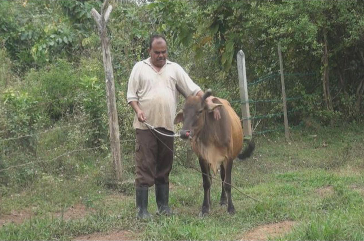 Suasana sedih dapat dilihat sewaktu Hitam datang dan mencium anaknya sebelum anaknya yang cacat itu ditanam petang tadi. - Foto Astro AWANI