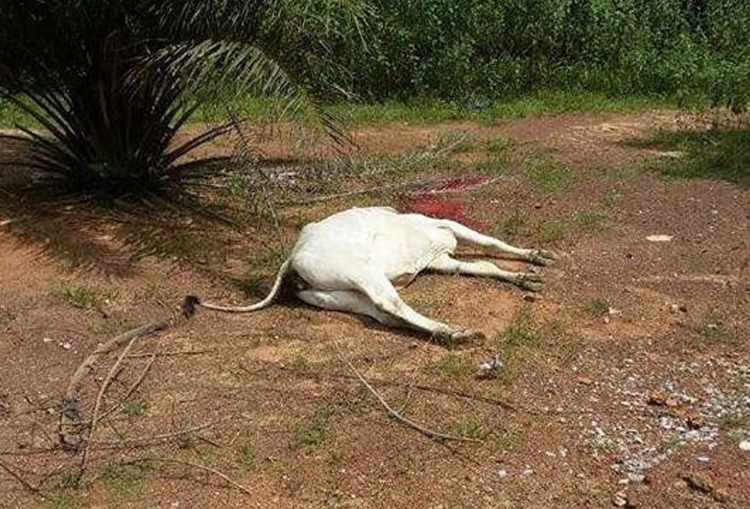 Lembu yang dilanggar mangsa menggunakan motosikal.