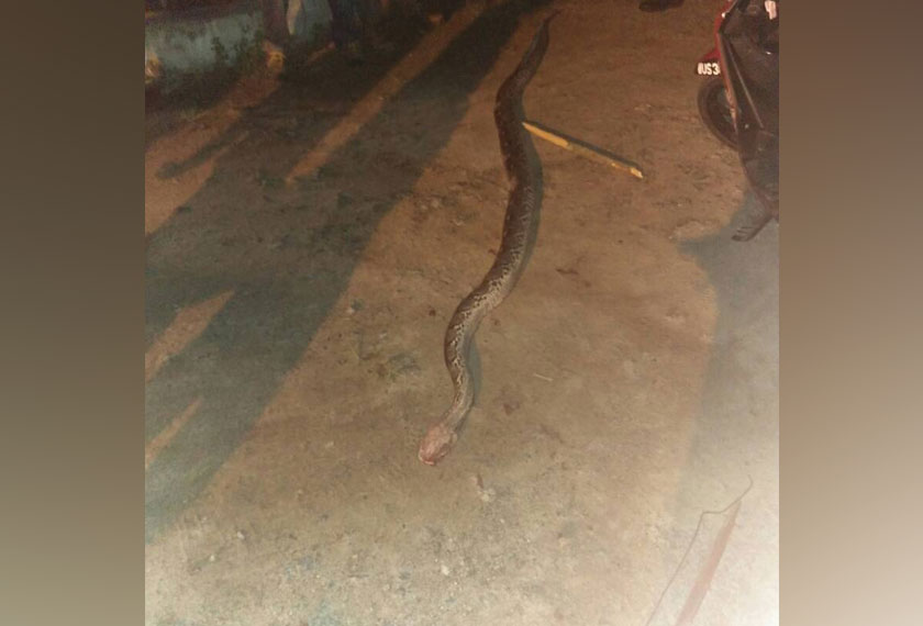 Ular sawa itu kemudian dipukul sehingga mati oleh orang ramai